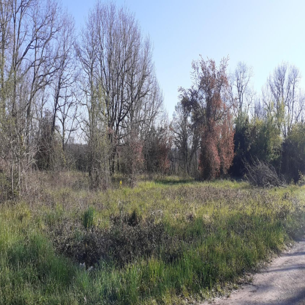 Offres de vente Terrain Montricoux 82800